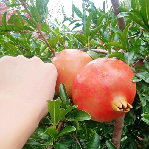 泰山紅石榴