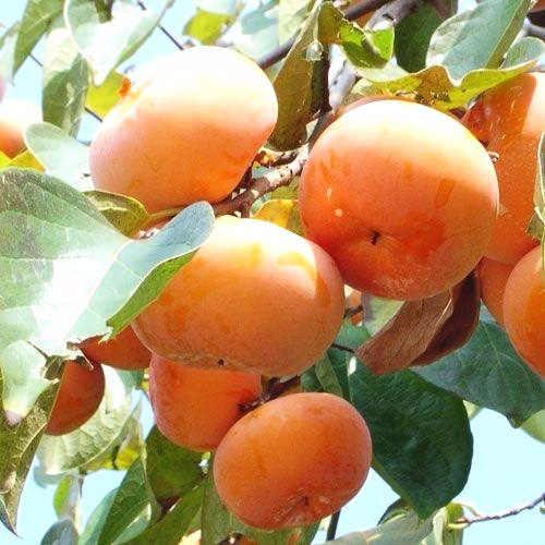 陽豐柿子