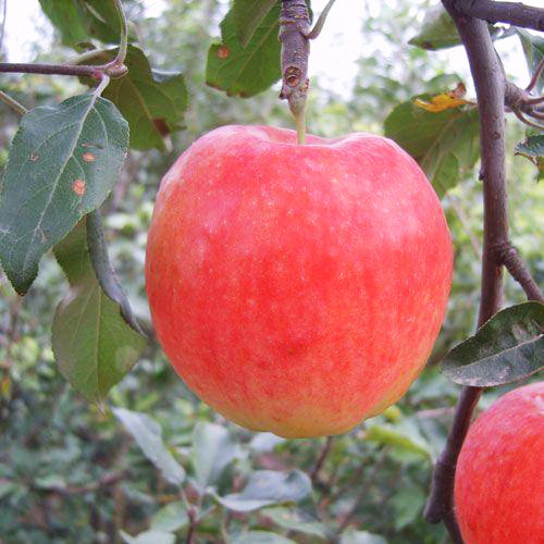華碩蘋果