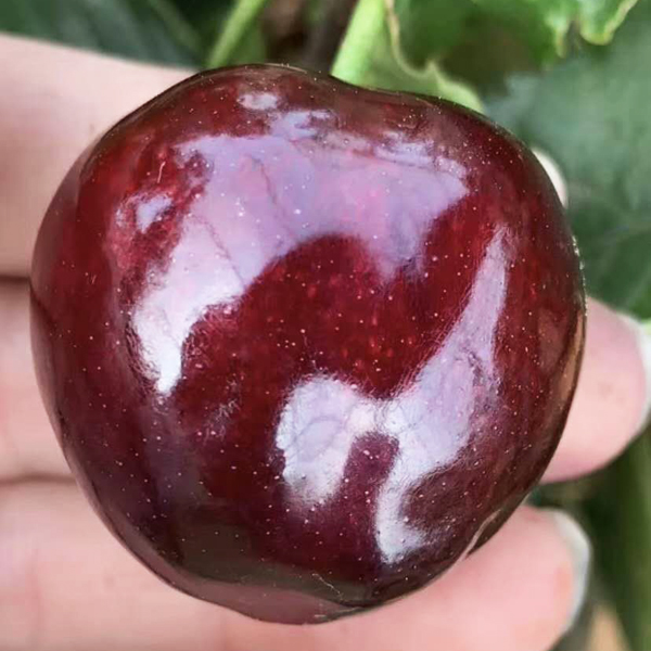 黑珍珠櫻桃