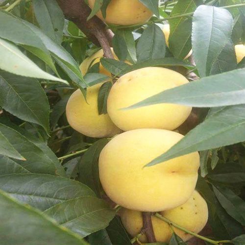 黃金蜜3號(hào)